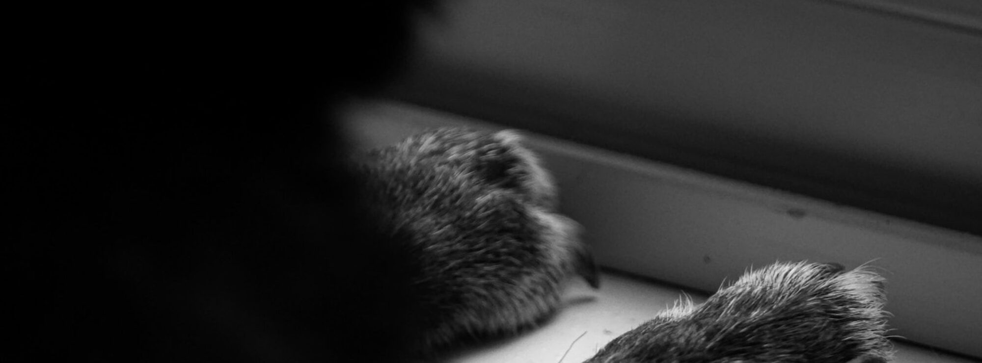 a close up of a cat's paw on a window sill