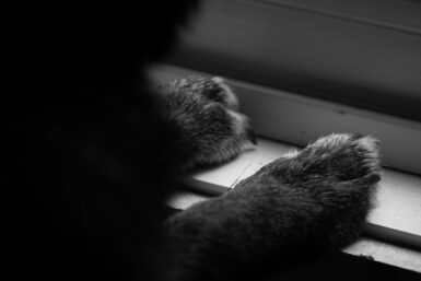 a close up of a cat's paw on a window sill